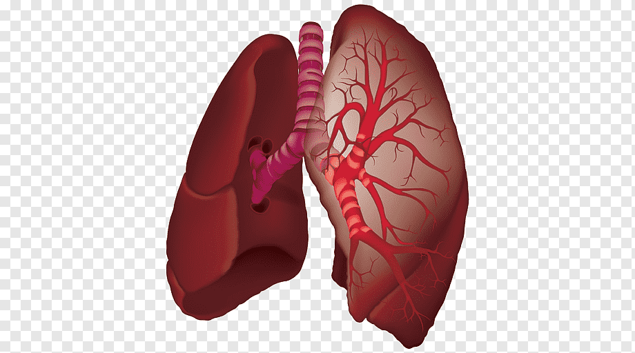 Human Lungs