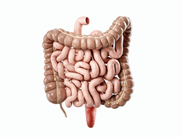 Human Intestine